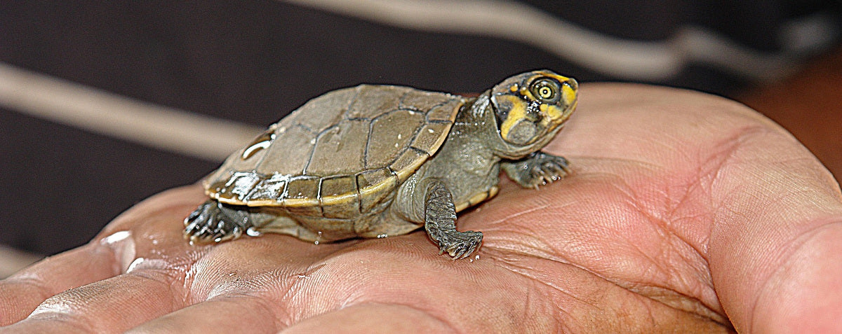 bébé tortue aquatique dans une main
