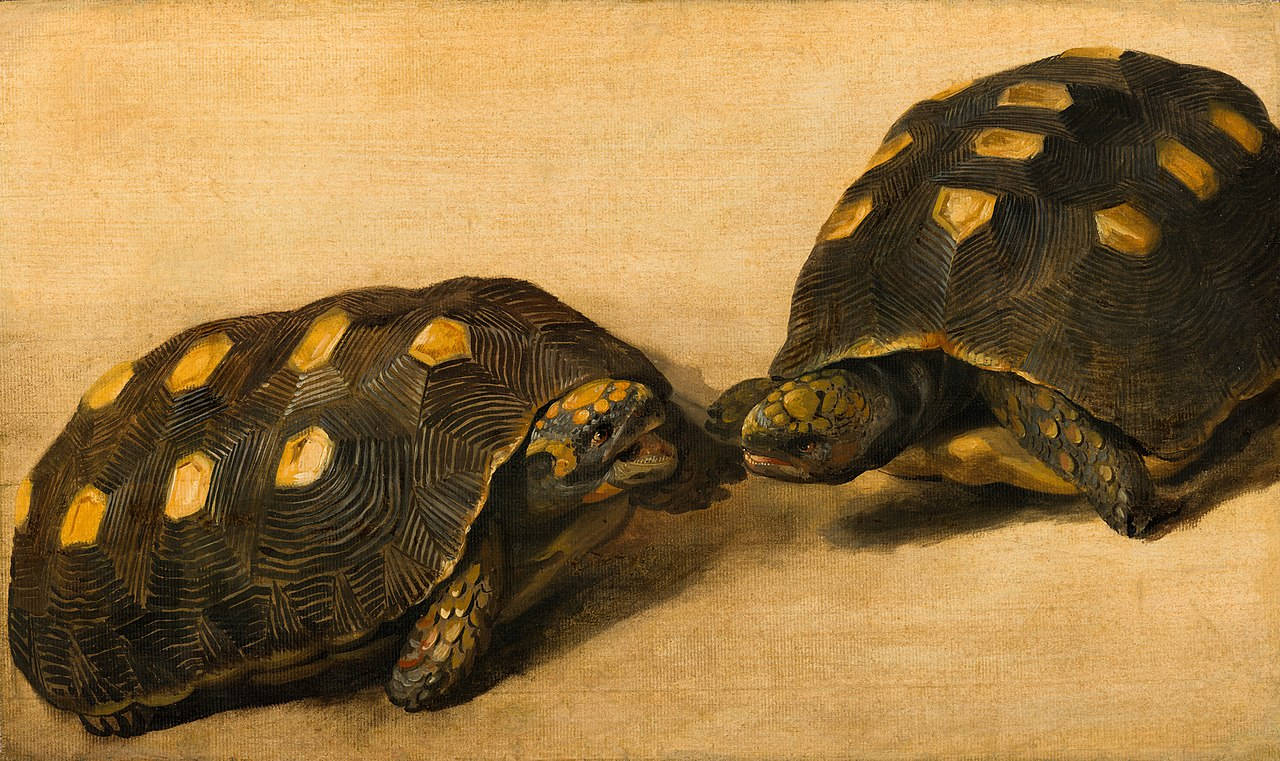 combat de deux tortues charbonnières