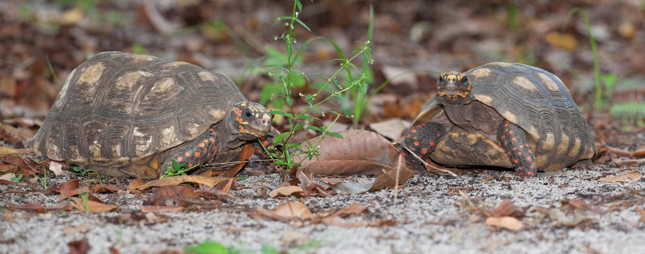 deux tortues charbonnières à pattes rouges