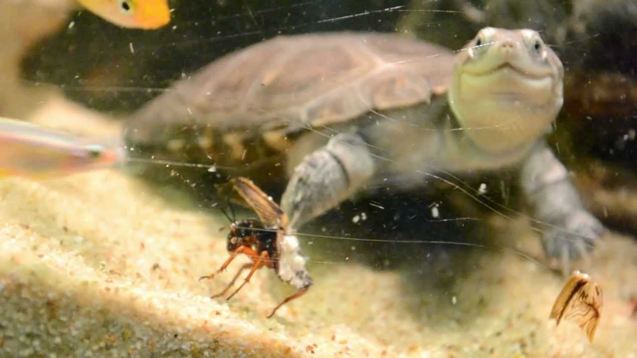 tortue pelomedusa et insectes
