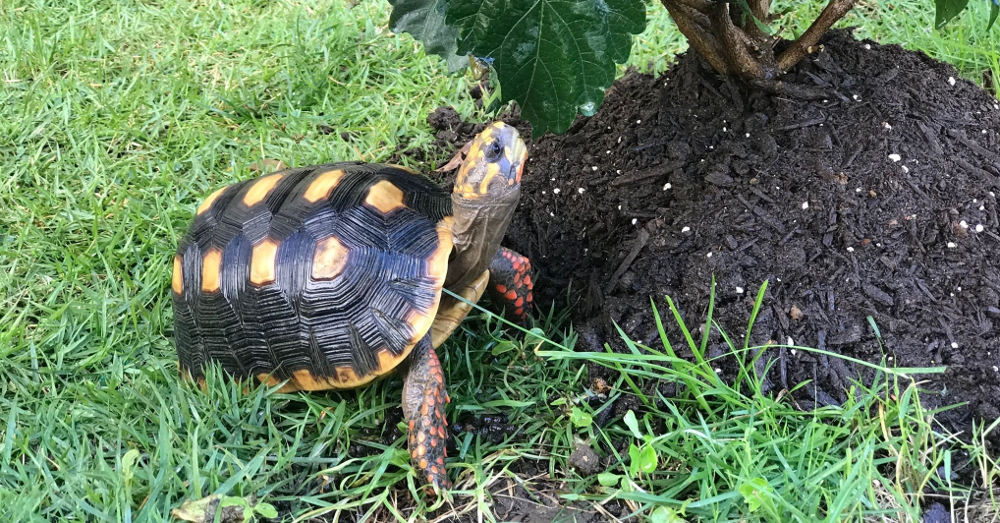 tortue charbonnière dans un jardin