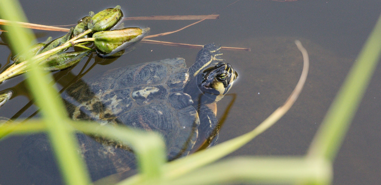 tortue aquatique dans l'eau