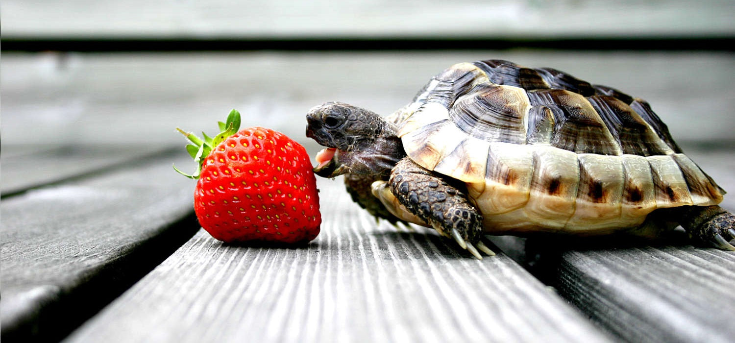 tortue et fraise