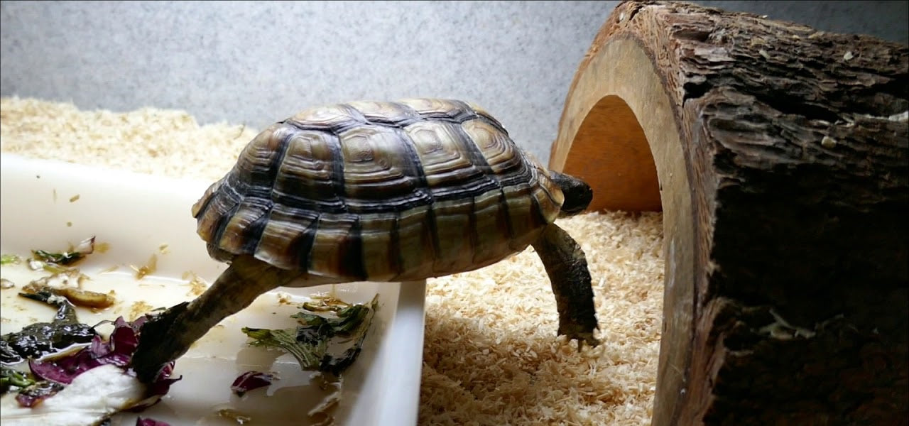 tortue marginata en captivité