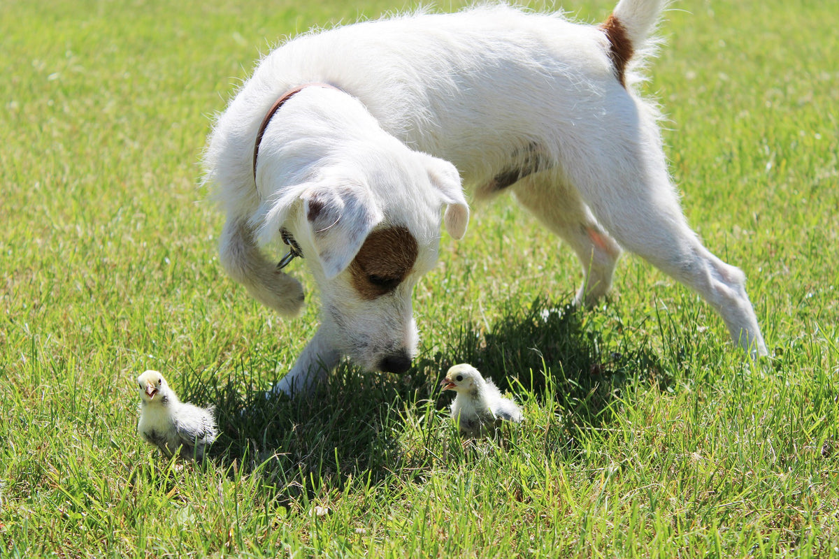 can dogs get sick from backyard chickens