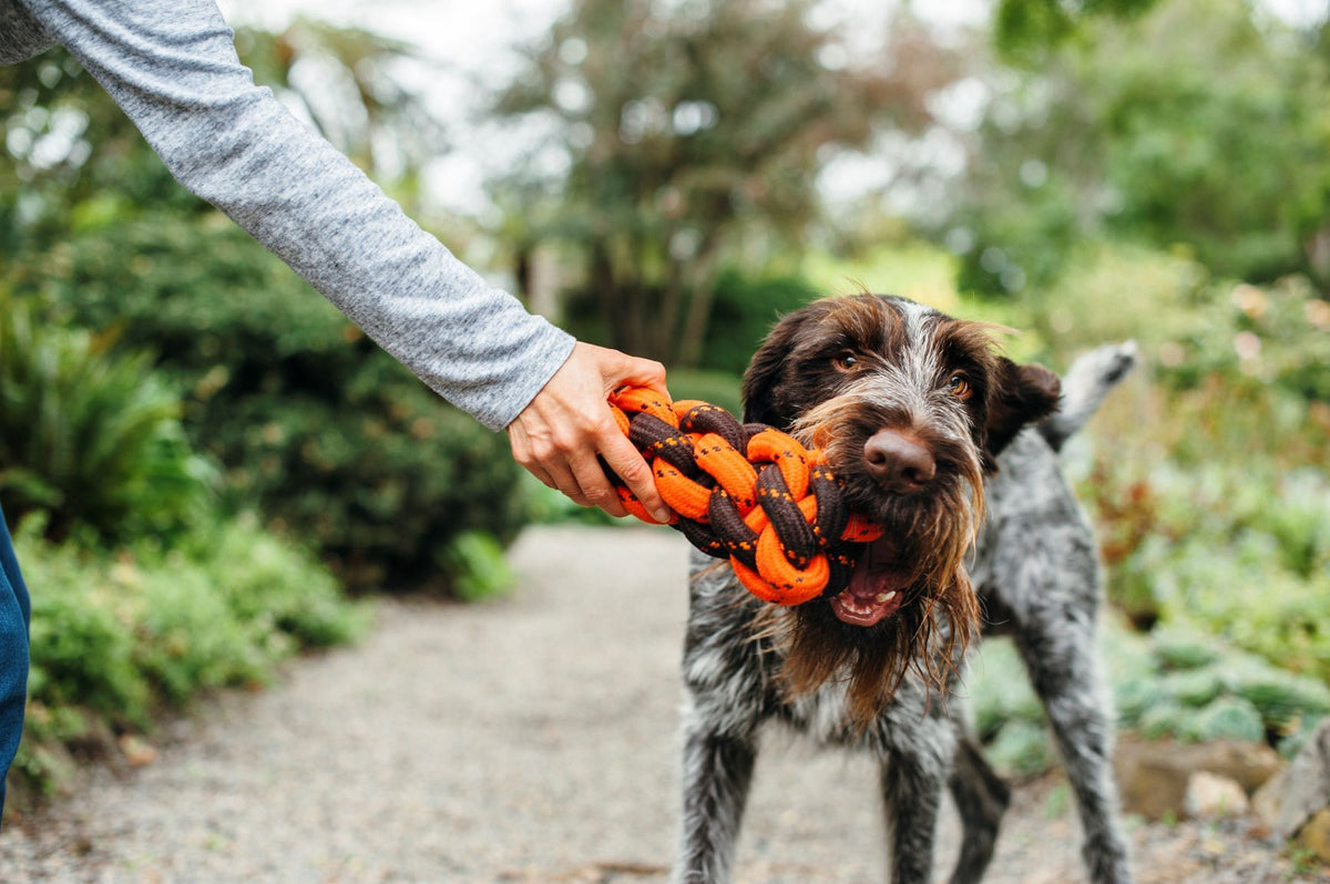 outdoor toys for dogs