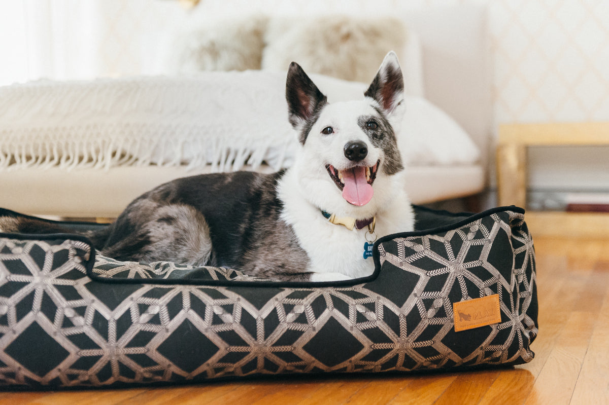 play on dog bed