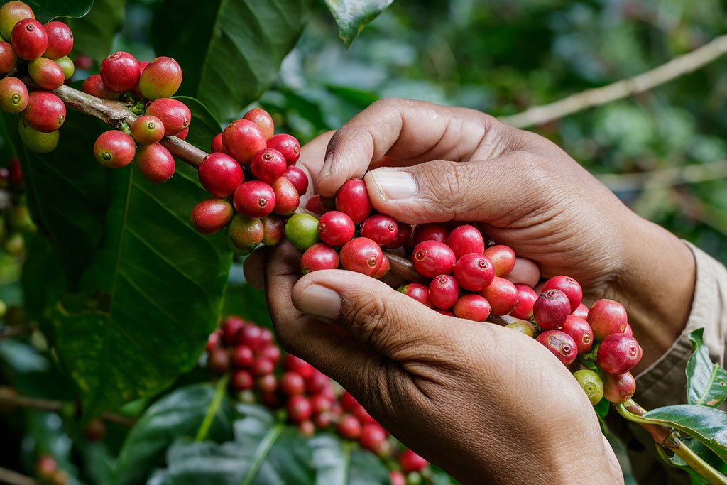 hands picking ripening coffee beans on the plant