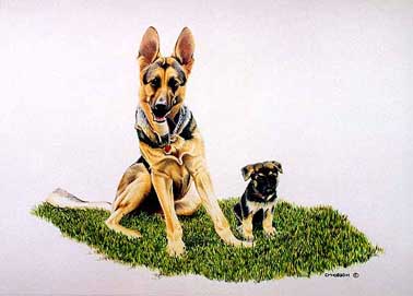 18 x24 inch color pencil painting of related Shepherd Dogs - Great Grandson Pup beside his Mentor 18 x24 inch color pencil painting of related Shepherd Dogs - Great Grandson Pup beside his Mentor