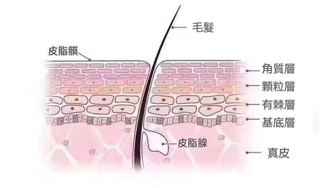 角質層與皮脂膜