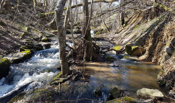 joli paysage de la pêche à la truite en ruisseau