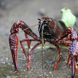 écrevisse de Louisiane