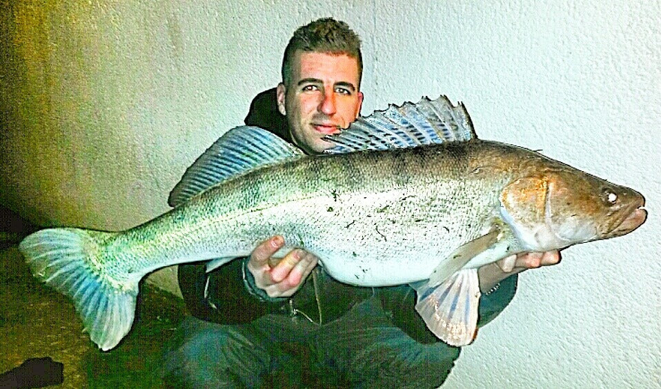 Gros sandre capturé sur une rivière en crue