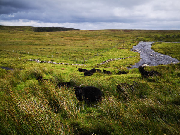 Magnifique paysage d'Ecosse