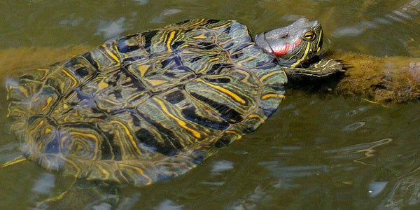 tortue de Floride