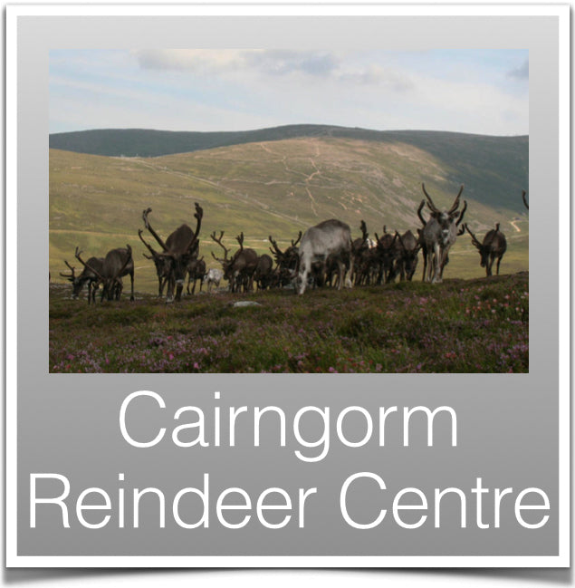 Cairngorm Reindeer Centre