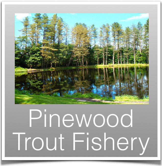 Pinewood