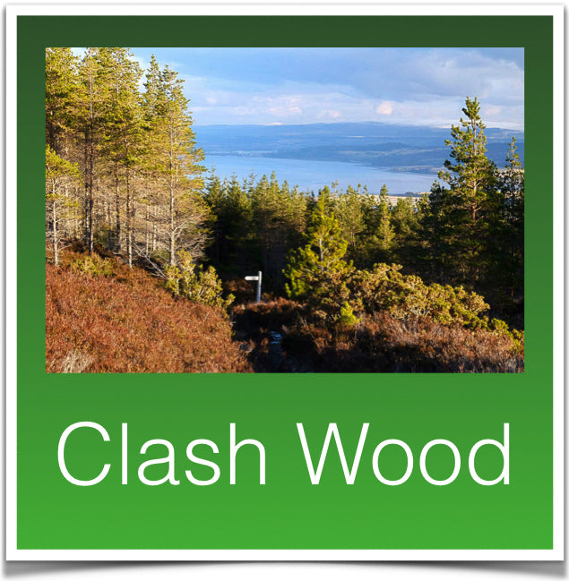 Clash Wood