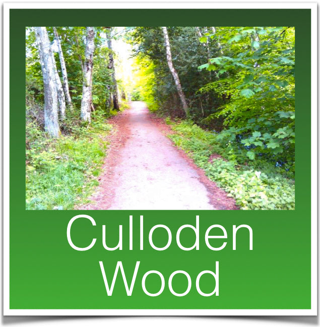 Culloden Wood