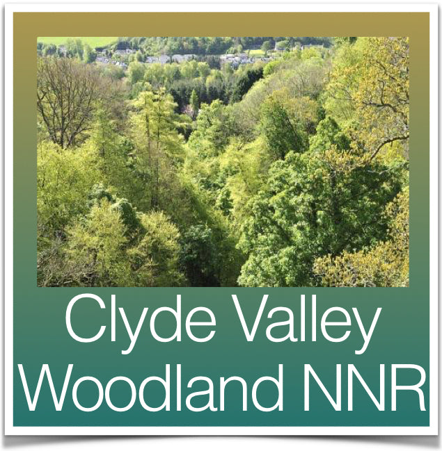 Clyde Valley Woodland