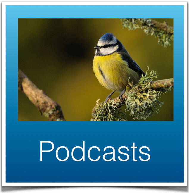 podcasts