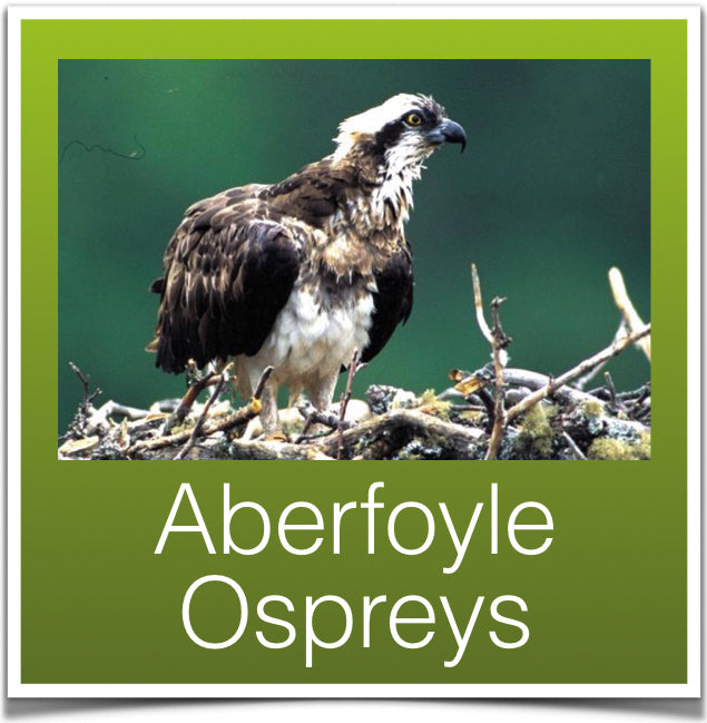 Aberfoyle ospreys