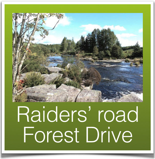 Raiders Road Forest Drive