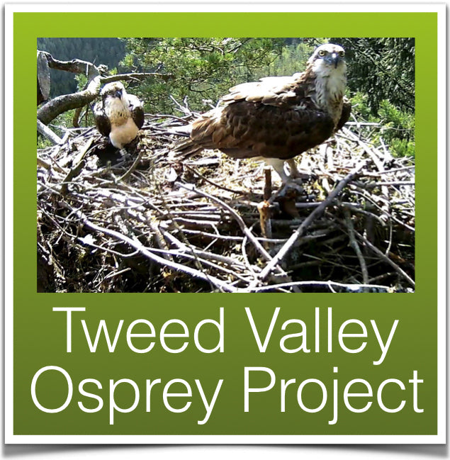 Tweed Valley Osprey Project