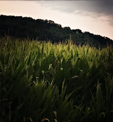 corn, cornfield, pretty funny vintage