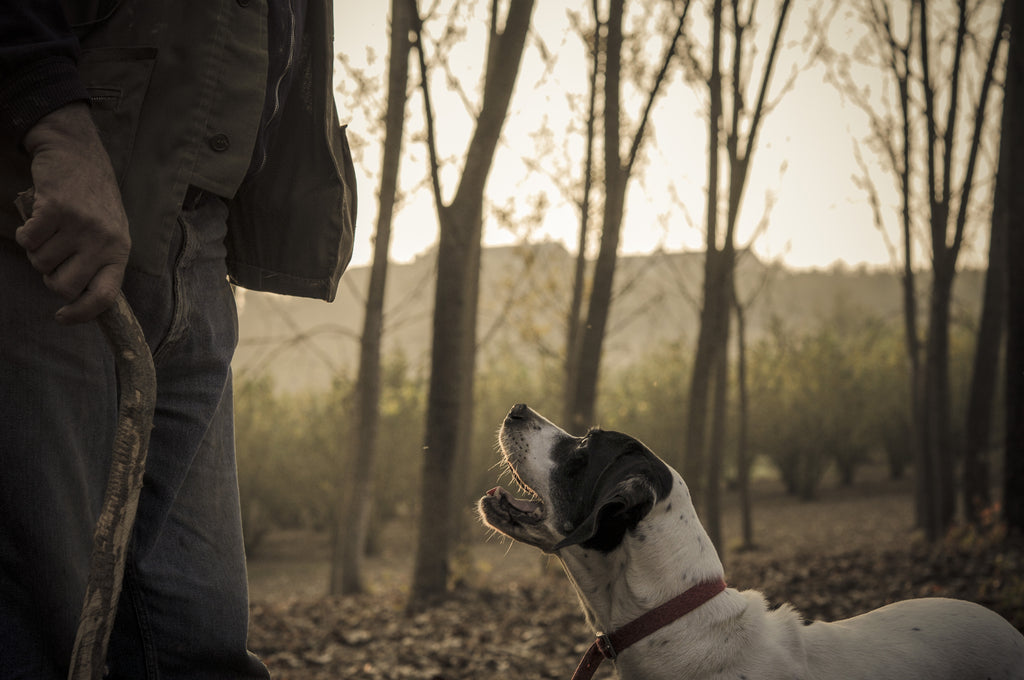 Trüffel Hund im Wald