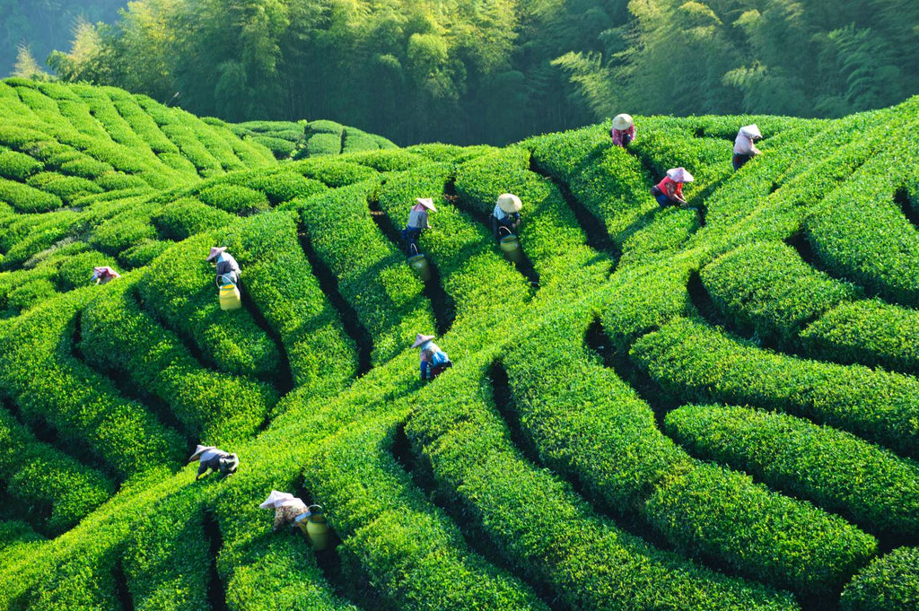 Teefelder in China