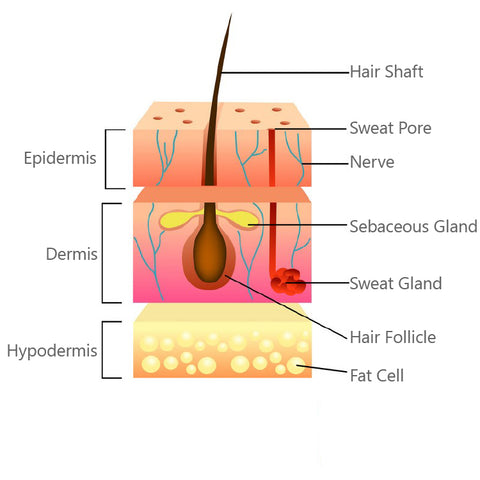 Skin Structure Layers. Epidermis, Dermis, and Hypodermis