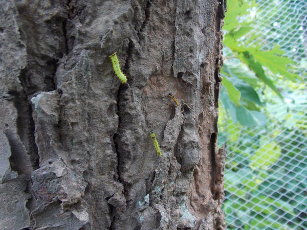 Caterpillar cultivation | sericulture on a tree