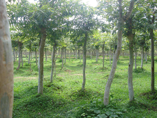 Silk worm feeds on tender leaves of Arjun trees in India