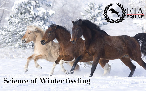 Winter Feeding