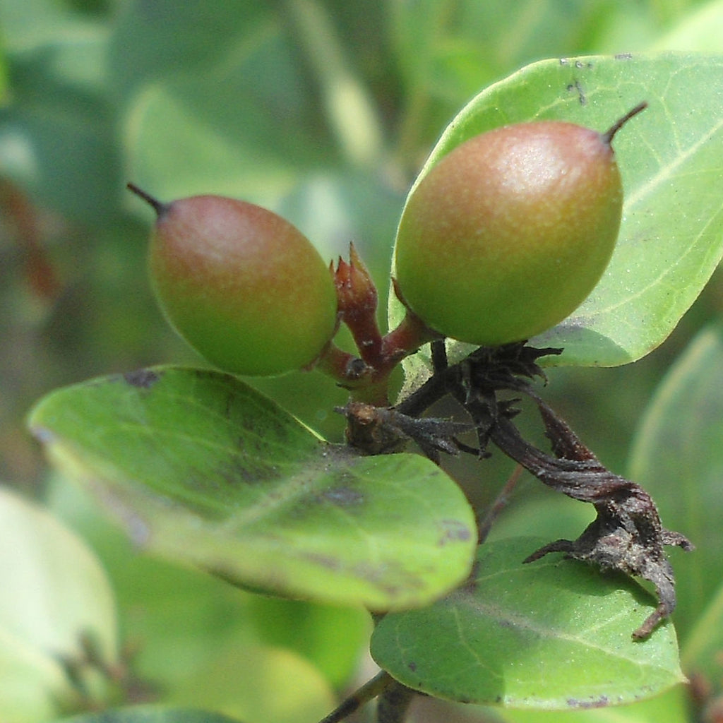 kakadu Plum