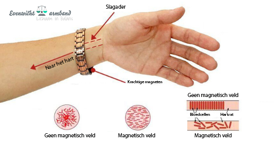 werking magneet op bloedsomloop