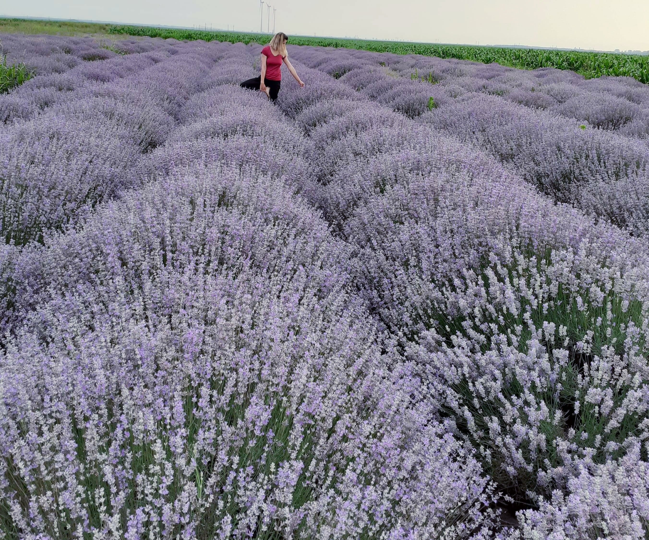 Butasi de lavanda Romania