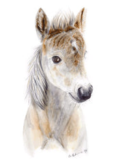 Baby Horse Print