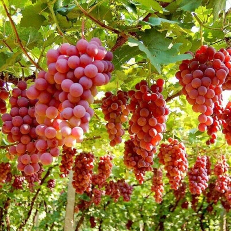 Ruby Roman Grapes 5 Stratified Seeds – Passion For Plantation