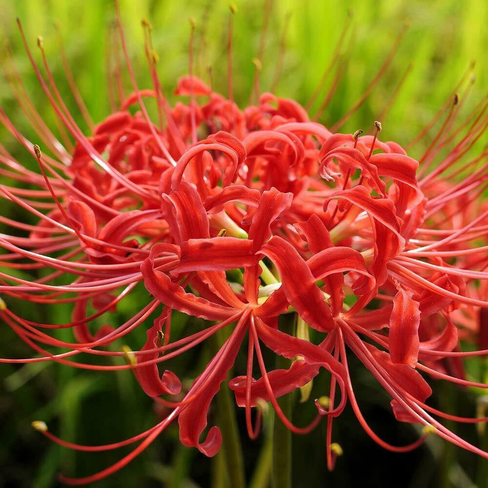 Japanese Red spider lily / Higanbana Flower Seeds. 20Pcs – Passion For