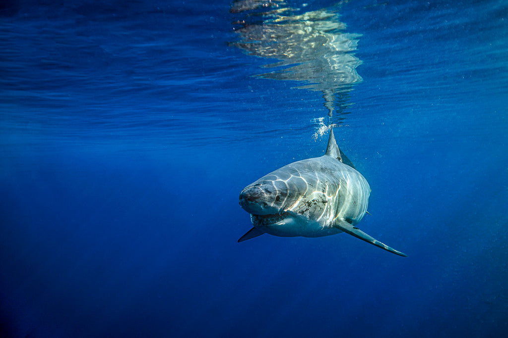 underwater shark photography