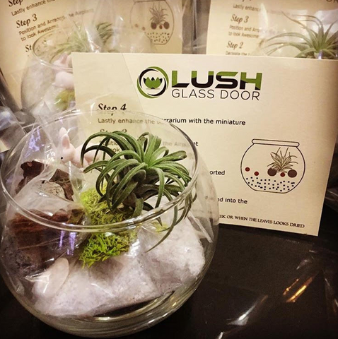 Birthday Door Gifts Airplant Terrarium DIY Kit by Lush Glass Door