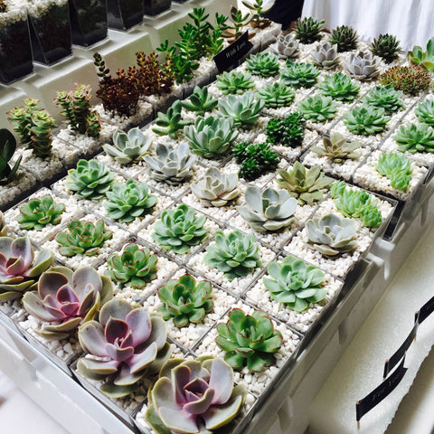 Mini Succulent Square Pot terrarium for Event, Corporate, Door Gifts by Lush Glass Door