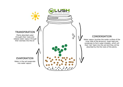 Terrarium Ecosystem Illustrated by Lush Glass Door