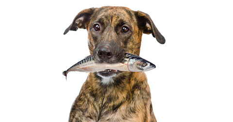 why fish is not healthy for dogs