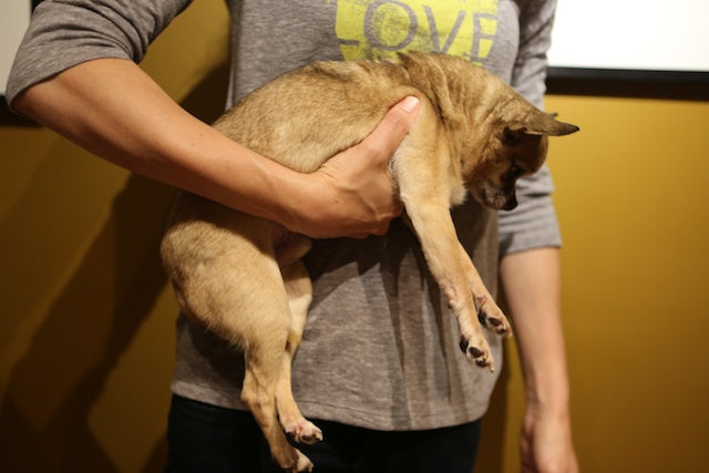 Man carrying dog the wrong way