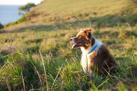 Skai the dog in a field by the ocean