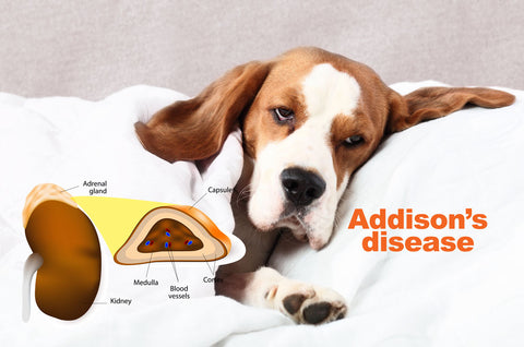 Addison's Disease in Dogs