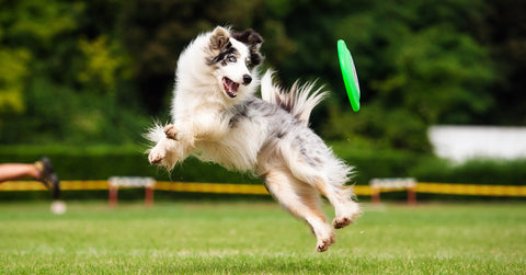 Dog flying through the air to catch a frisbee